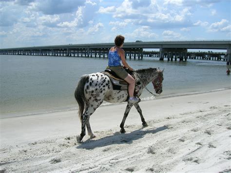 horseback riding on the beach jacksonville fl